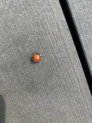 Coccinella septempunctata