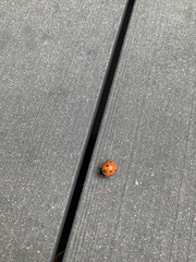Coccinella septempunctata