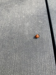 Coccinella septempunctata