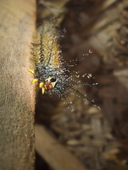 Pseudautomeris pohli