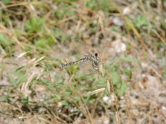 Selysiothemis nigra