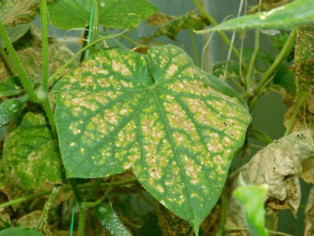 Cladosporium Cucumerinum From Нагаево, Уфа, Респ. Башкортостан, Россия 