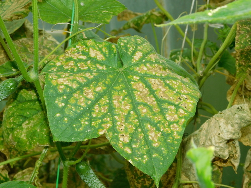 Cladosporium cucumerinum · iNaturalist