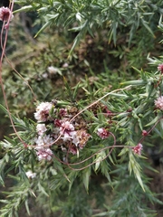 Cuscuta epithymum