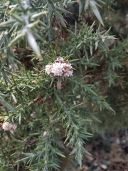 Cuscuta epithymum