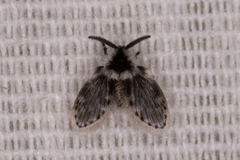 Lepiseodina conspicua