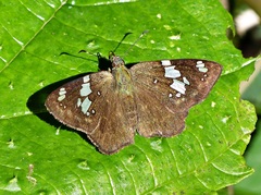 Celaenorrhinus similis