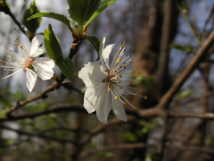 Prunus cerasifera