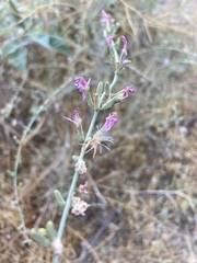 Lythrum californicum