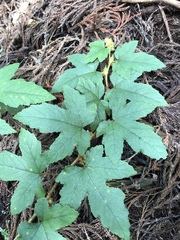 Rubus reflexus hui