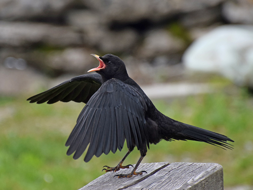 Yellow-billed Chough