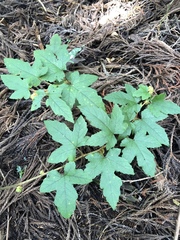 Rubus reflexus hui