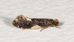 Monopis spilotella