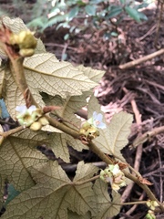 Rubus reflexus hui