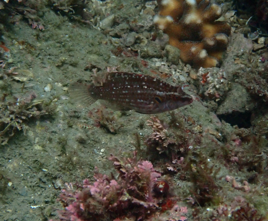 Cockerel Wrasse
