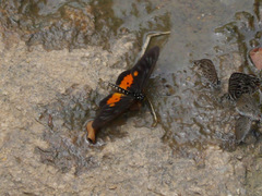 Acraea peneleos
