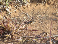 Stizoides renicinctus