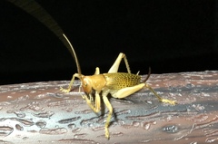 Ocellarnaca furcifera