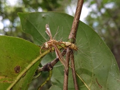 Ophiocordyceps humbertii