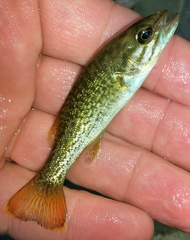 Micropterus coosae