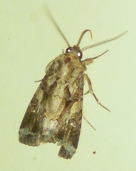 Spodoptera exempta