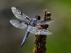 Libellula nodisticta