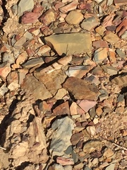 Sphingonotus lluciapomaresi