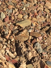 Sphingonotus lluciapomaresi