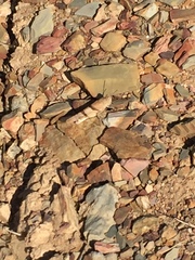 Sphingonotus lluciapomaresi