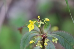 Impatiens racemosa