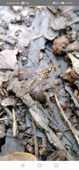 Nephrotoma flavipalpis