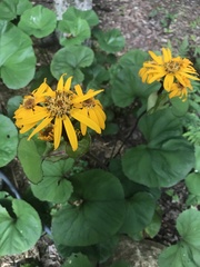 Ligularia