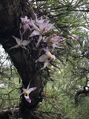 Dendrobium falconeri