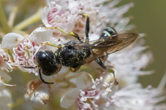 Ectemnius ruficornis