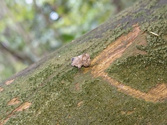 Cyrtocoris
