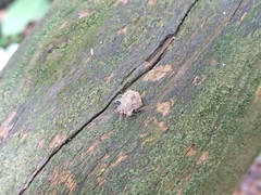 Cyrtocoris