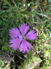 Dianthus longicalyx