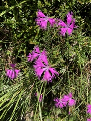 Dianthus longicalyx