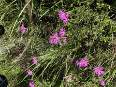 Dianthus longicalyx