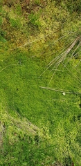Sphagnum fallax
