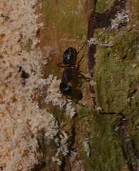 Camponotus ligniperda