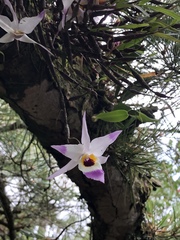 Dendrobium falconeri