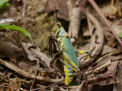 Zonocerus variegatus