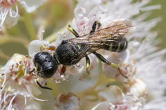 Ectemnius ruficornis