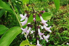 Orthosiphon suffrutescens