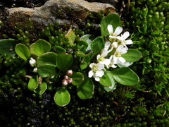 Cardamine bellidifolia alpina
