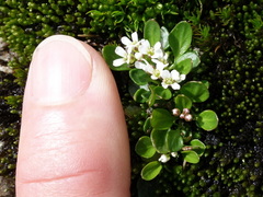 Cardamine bellidifolia alpina