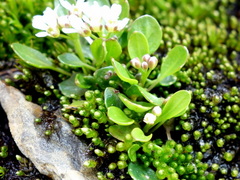 Cardamine bellidifolia alpina
