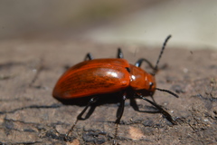 Strongylium hoepfneri