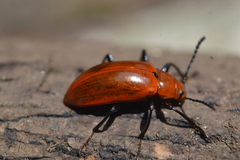 Strongylium hoepfneri